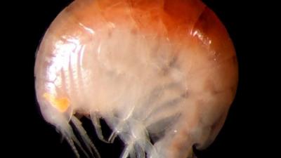 Amphipod