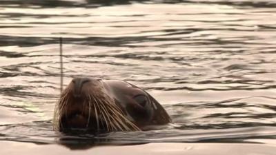 Sea lion