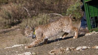Iberian lynx