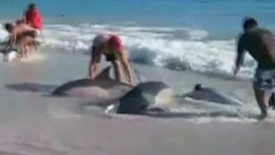 Beached dolphins