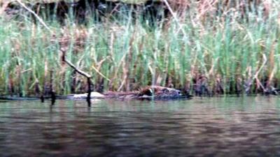 Beaver swimming in a river