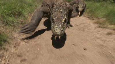 Komodo dragon chasing Deadly 60 crew