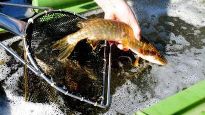 Fish being placed in tank