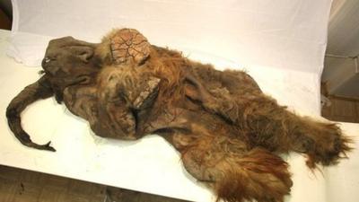 The preserved Yuka mammoth