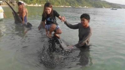 Girl tries to stand on whale shark