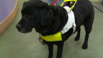 Guide dog