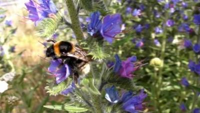 Bumblebee collecting pollen