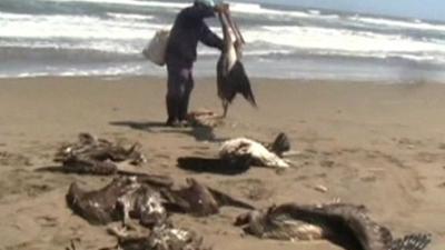 Dead pelicans on the beach
