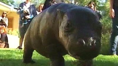 Harry, the princely hippo