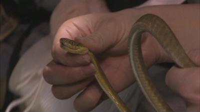 Brown tree snake