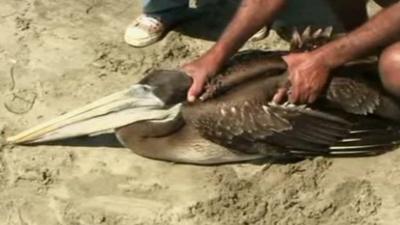 Pelican in Peru