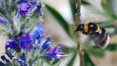 Short-haired bumblebee (Andy Tebbs)