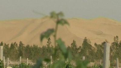 Grape vines in the desert