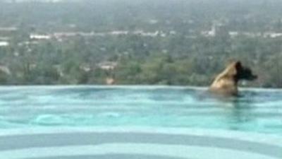 Bear in infinity pool