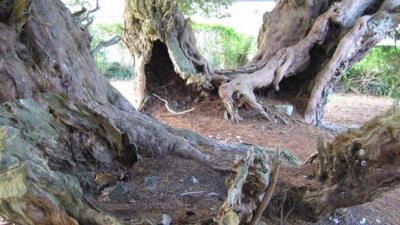 The Llangernyw Yew