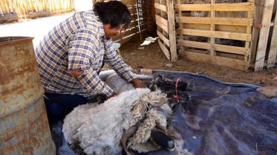 Sheep shearing