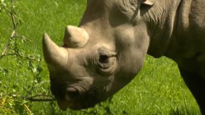 Rhino