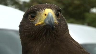 Harris Hawk