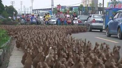 A Chinese farmer with his ducks