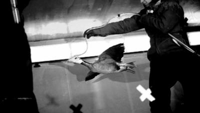 Bar-headed goose being tested by researchers at the University of British Columbia