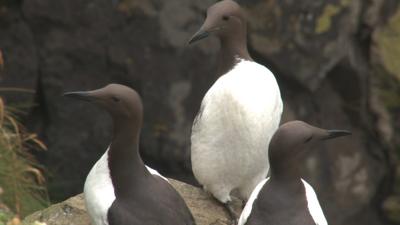 Guillemots