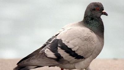 A pigeon