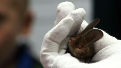 Bat being held