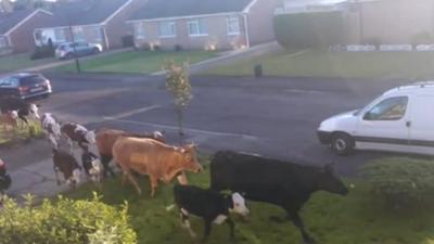 Cows run down a quiet street