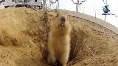 A gopher has been found living under a rocket launch-pad in Kazakhstan