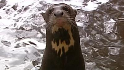 Giant otter Akuri set to swap Hampshire for Trinidad as part of breeding programme