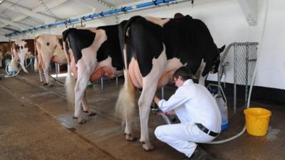 Cows being milked