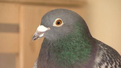 A pigeon