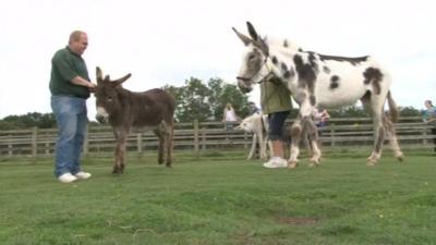 Miss Ellie the donkey in field at animal sanctuary