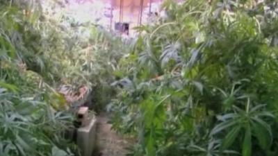 Marijuana plants