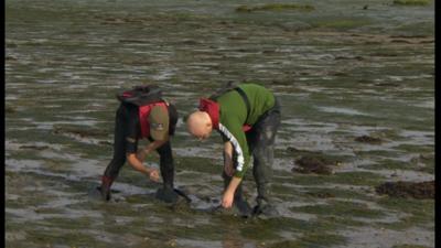 Environmentalists working on seagrass beds