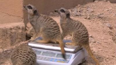 Meerkats weighing in