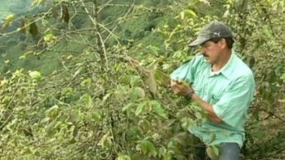 A Coffee farmer inspects his crop