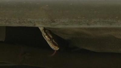 Snake under car