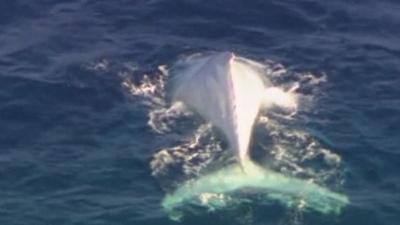 Migaloo's back fin and tail