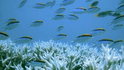 Great Barrier Reef