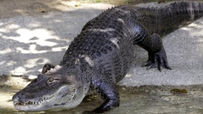 alligator