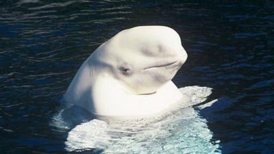 Beluga whale "spyhopping"