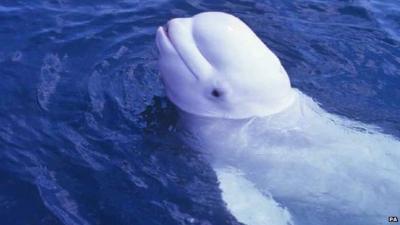 Beluga whale scientists claim is trying to talk.
