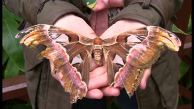 Atlas moth