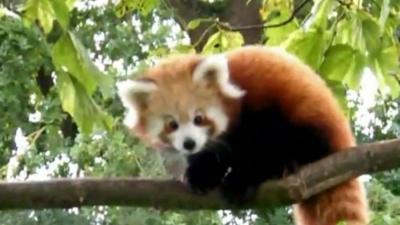 Red panda cub