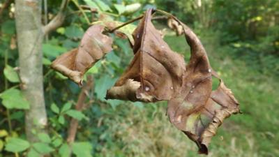 Diseased tree leaf