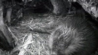 A beaver in its lodge