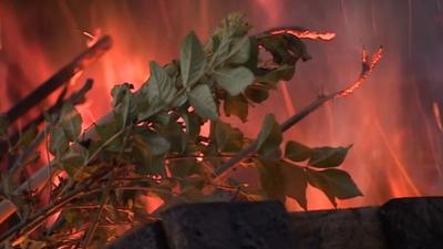 Burning healthy ash trees