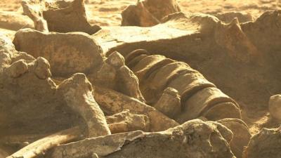 Part of the mammoth skeleton