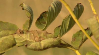 Leaves from an ash tree infected with Chalara fraxinea fungus